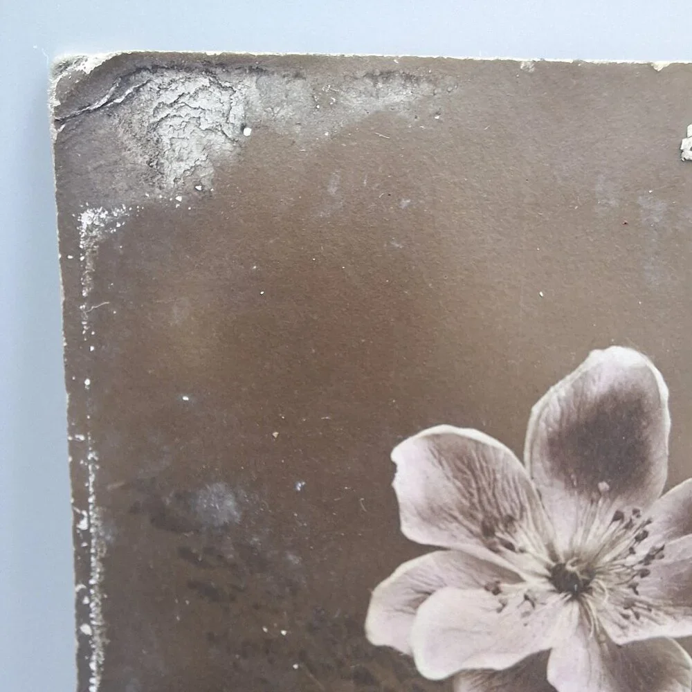 Antique REX 619 Floral Postcard Sepia Botanical Art‎ Belgium Postmark Brown Aged